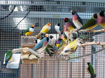 Lồng hay Aviary