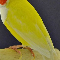 Lưng vàng (Yellow Back-YB)