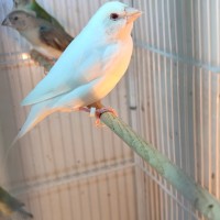 Albino gouldian finch