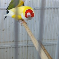 Lutino gouldian finch male