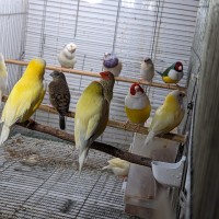 Gouldian finch yellow, silver